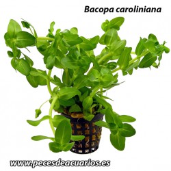 Bacopa caroliniana
