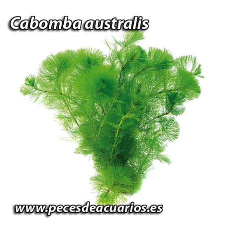 Cabomba australis