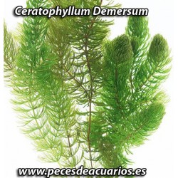 Ceratophillum Demersum (Cola de zorro)
