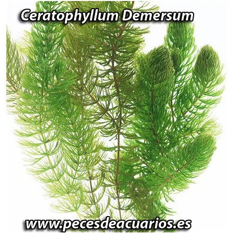 Ceratophillum Demersum (Cola de zorro)
