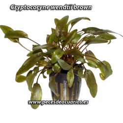 cryptocoryne wendtii brown
