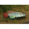 NOTHOBRANCHIUS PATRIZII (pareja)