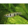 EPIPLATYS DAGETI