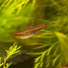 HEMIGRAMMUS GRACILIS