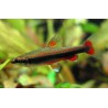 NANNOSTOMUS BECKFORDI