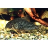 Corydoras sterbai