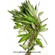 Hygrophila corimbosa "angustifolia"