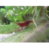CARIDINA DENNERLI