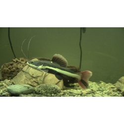 Phractocephalus hemioliopterus 7 -8 cm