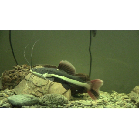 Phractocephalus hemioliopterus 7 -8 cm