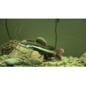 Phractocephalus hemioliopterus 7 -8 cm