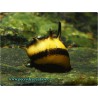 CLITHON CORONA. CARACOL ABEJA