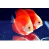Pez disco Red melon white face 7 cm