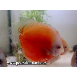 Pez disco red melon white face 10-11 cm