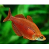 GLOSSOLEPIS INCISUS