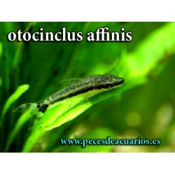 otocinclus affinis