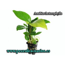 Anubia heterophylla 