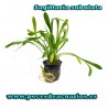 Sagittaria subulata