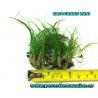 Eleocharis mini