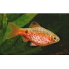 BARBO PUNTIUS CONCHONIUS