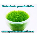utricularia graminifolia