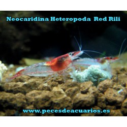 Neocaridina Heterópoda Var Red Rilli 