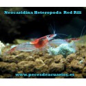 Neocaridina Heterópoda Var Red Rilli 
