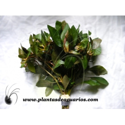 Ludwigia palustris red