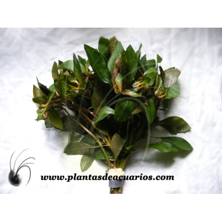 Ludwigia palustris red