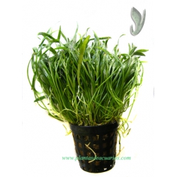 Lilaeopsis novae-zelandiae