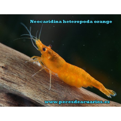 Neocaridina heteropoda orange