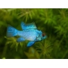 Apistogramma ramirezi azul eléctrico