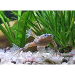 Hymenochirus spec.