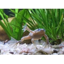 Hymenochirus spec.