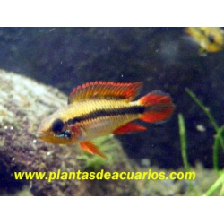 APISTOGRAMMA AGASSIZI ROJO hembra
