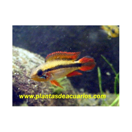 APISTOGRAMMA AGASSIZI ROJO hembra