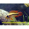 APISTOGRAMMA AGASSIZI ROJO hembra