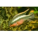 Pelvicachromis pulcher Super Red (pareja)