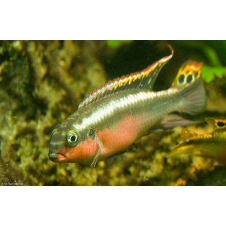 Pelvicachromis pulcher Super Red (pareja)