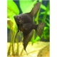 Pterophyllum scalare Black 6-7 cm