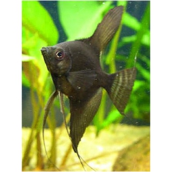 Pterophyllum scalare Black 7-8 cm