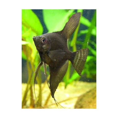 Pterophyllum scalare Black 6-7 cm