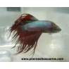 Betta macho Crowntail azul-rojo