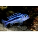 Melanochromis maingano 4-5 cm