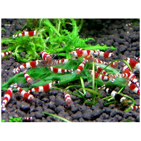 caridina crystal red lote 10 unid