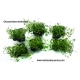 Glossostigma elatinoides (6unid) 2,50€/unid