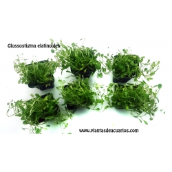 Glossostigma elatinoides (6unid) 2,50€/unid