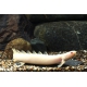 Polypterus senegalus- Pez dragón albino