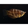 Gourami chocolate (Sphaerichtys Selatanensis)