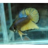 betta halfmoon mustard gas hembra